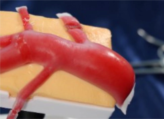 Feel Organシリーズ 肺動脈モデル